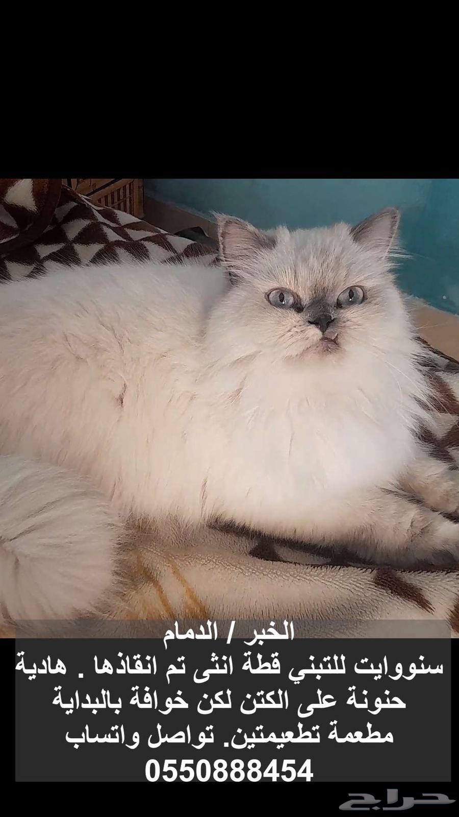 A neutered female cat available for free adoption632563262804491110