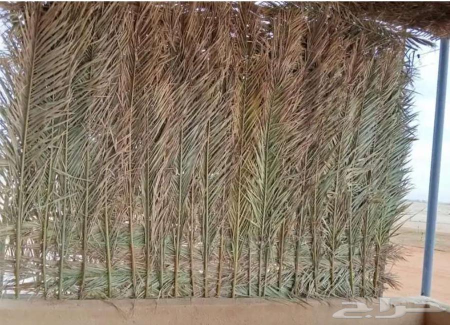 Palm fronds63257369801730111