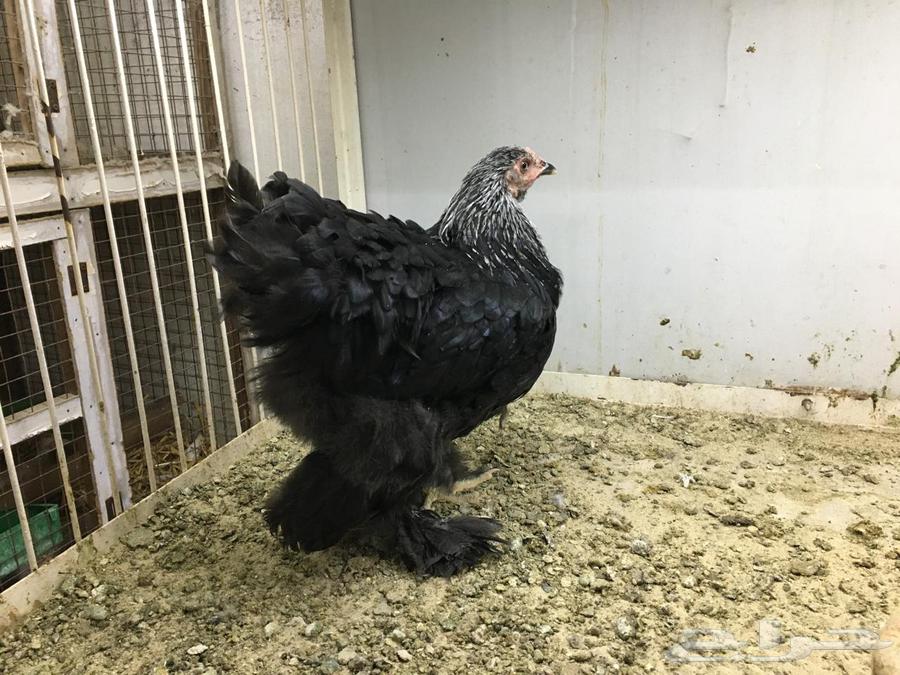 Brahma Chicken - Sold63616942618626111