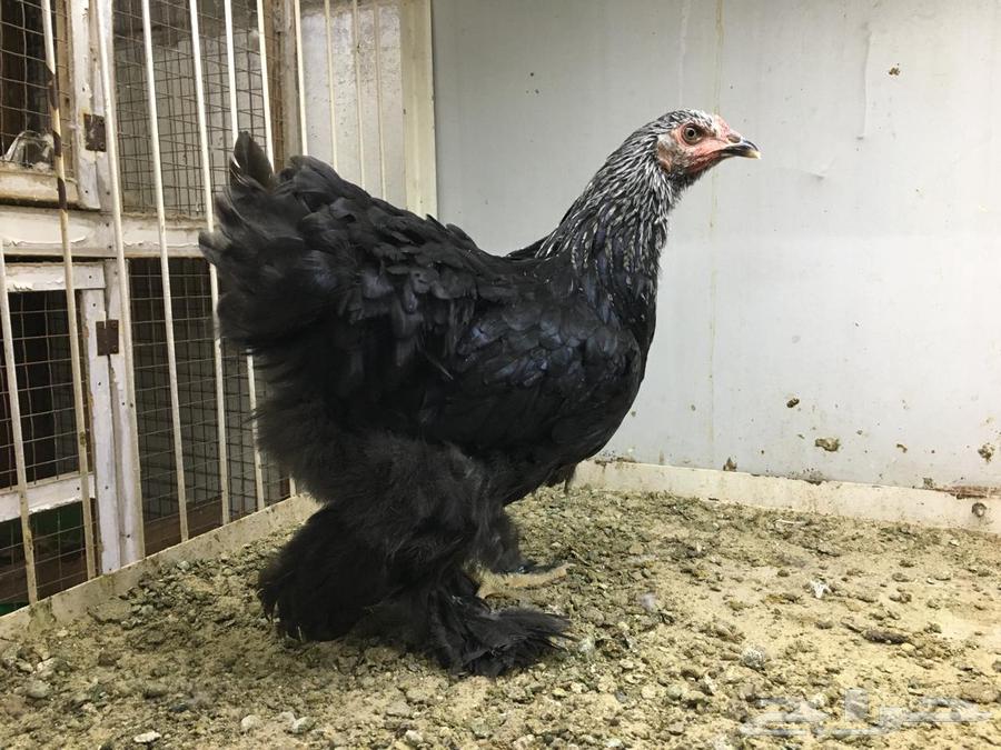 Brahma Chicken - Sold63616942618626112