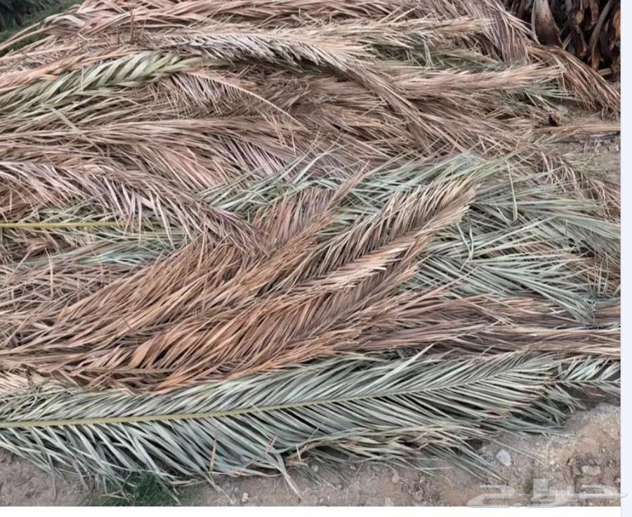 Palm fronds63257369801730114