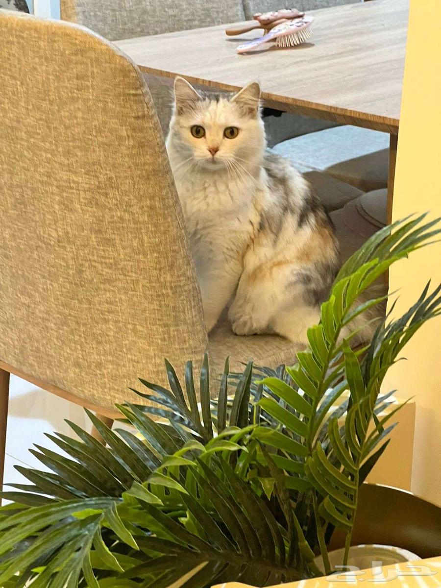 Cat for sale. Contact the mobile number if interested.63253726178819111