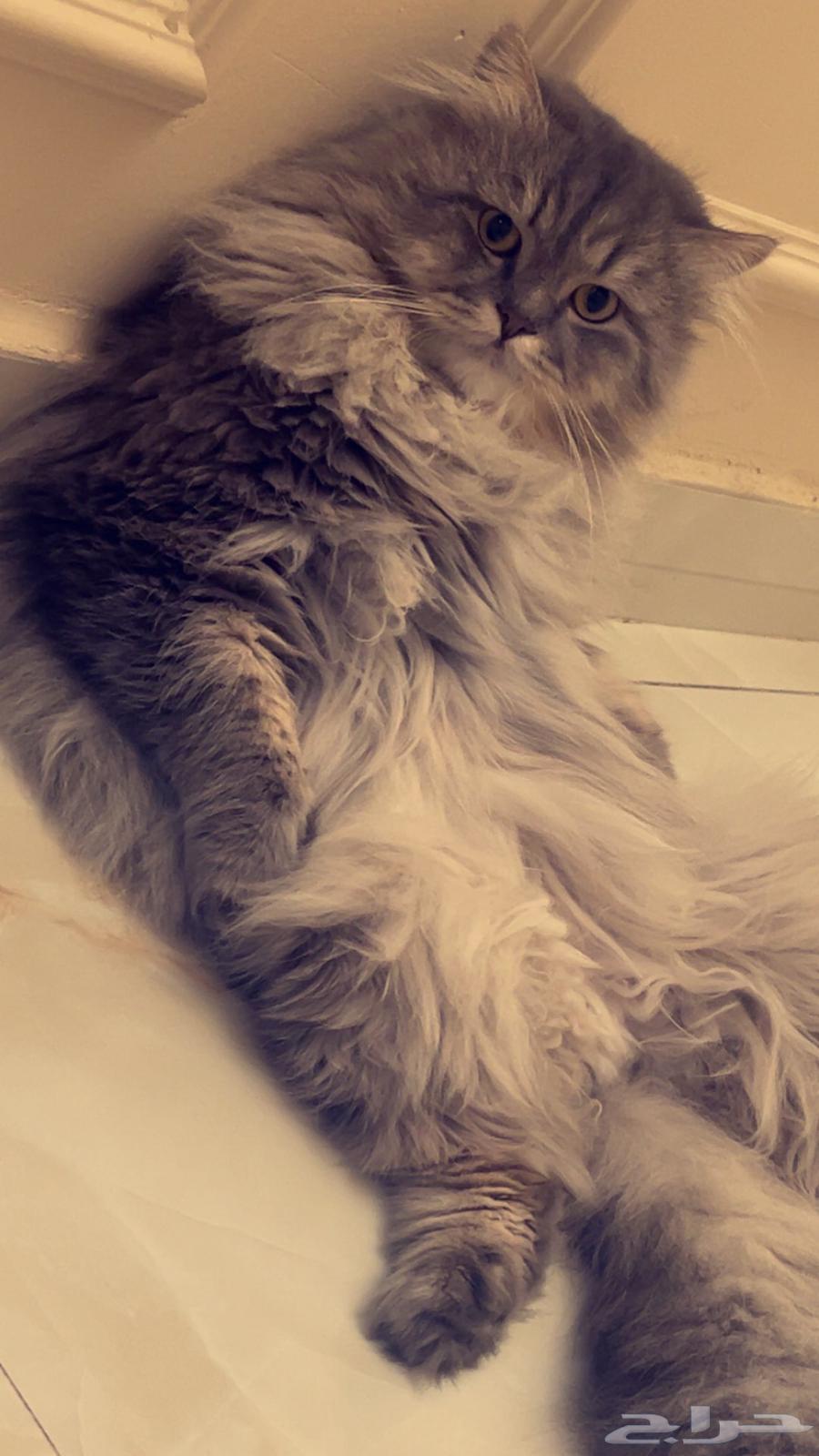 Cats for adoption, spayed63230398960385111