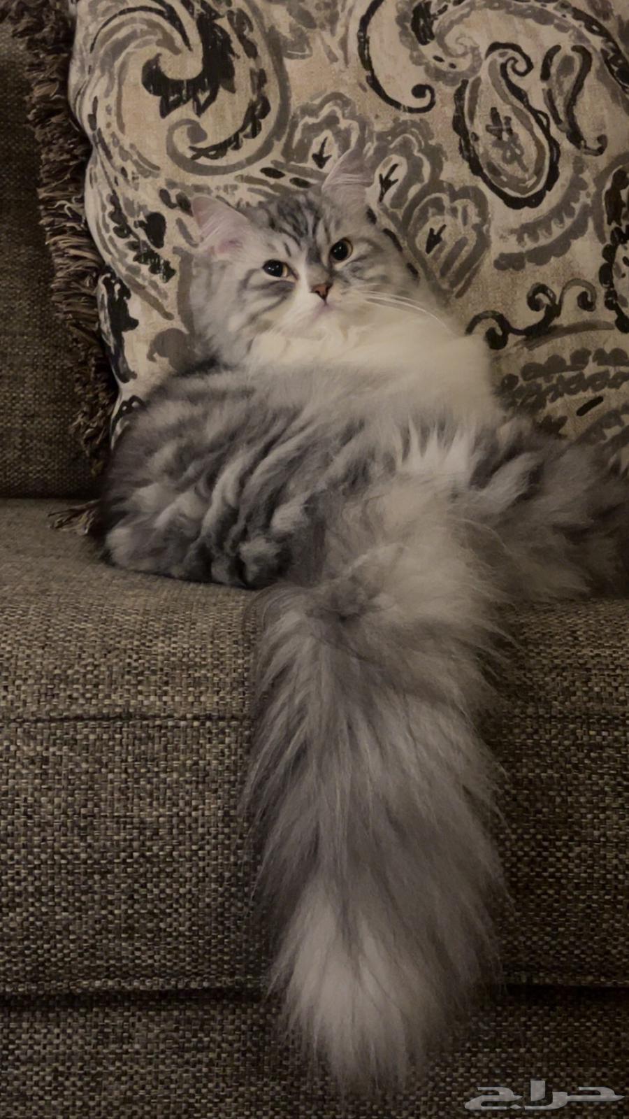 Cats for adoption, spayed63230398960385112