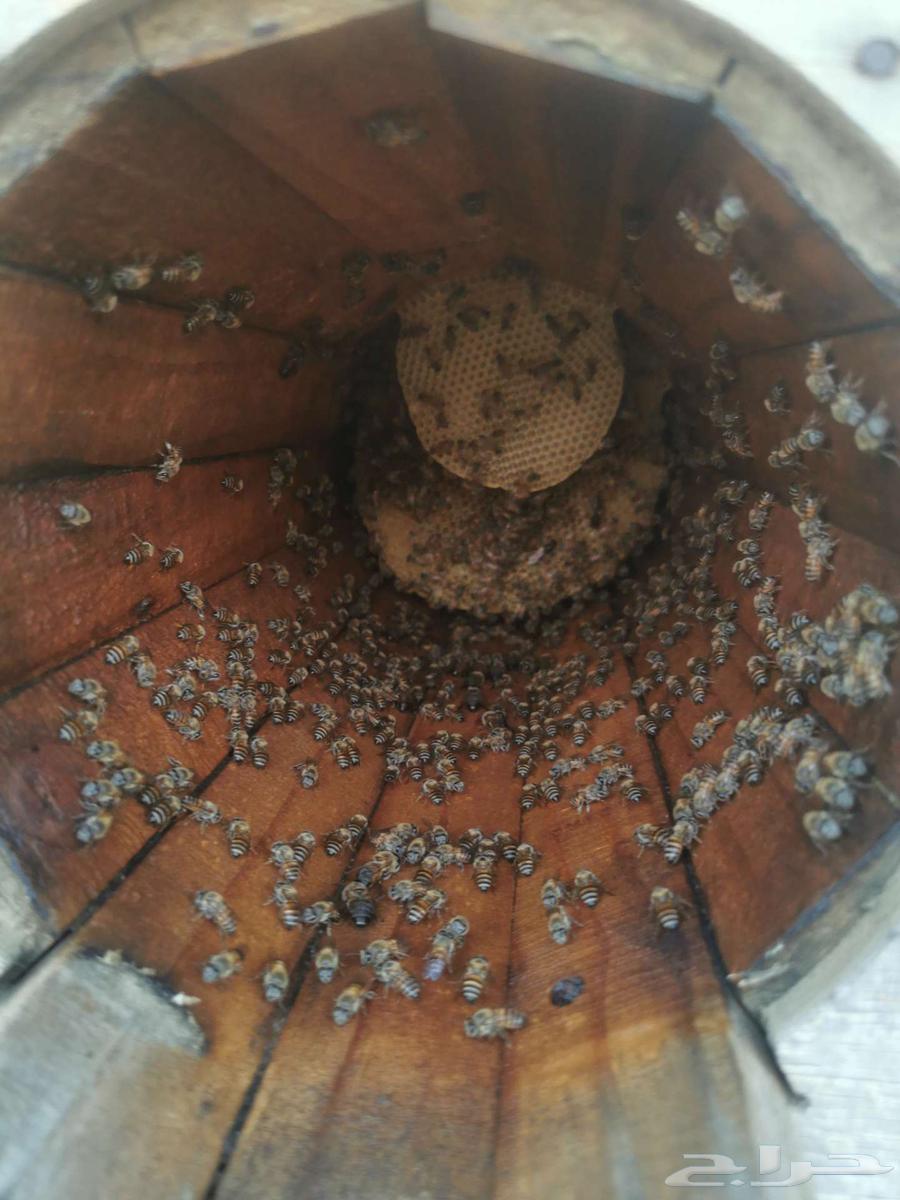 Local honey for sale63251604309635114