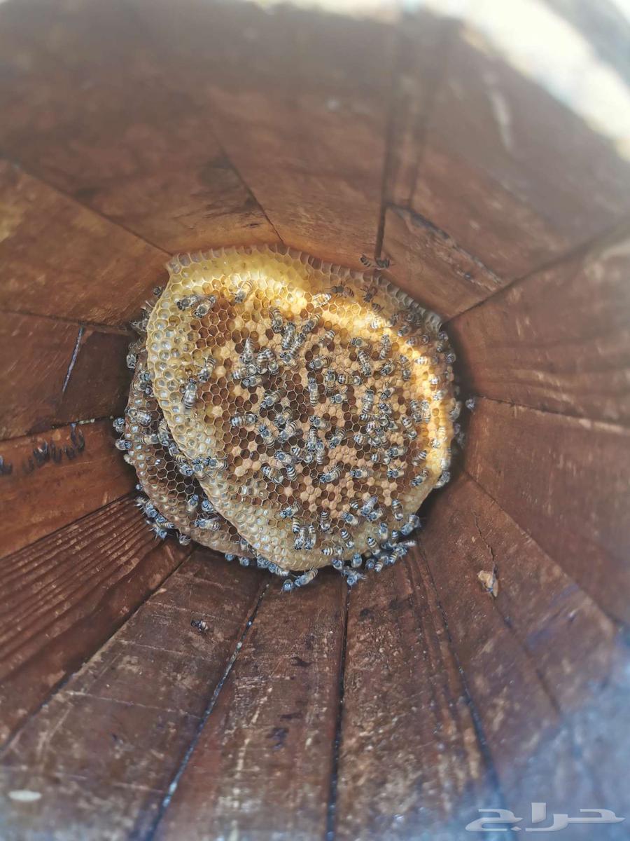 Local honey for sale63251604309635111