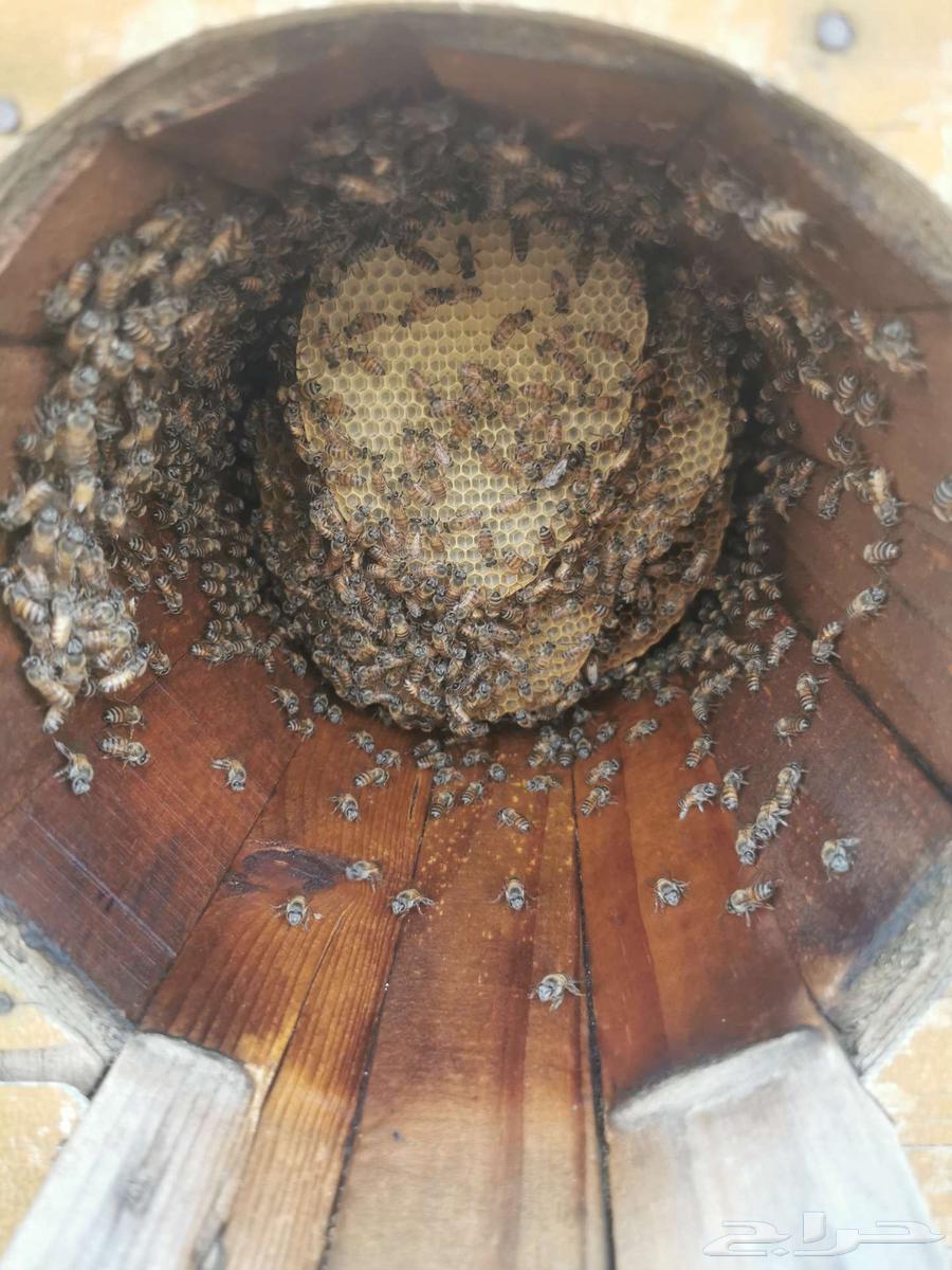 Local honey for sale63251604309635113