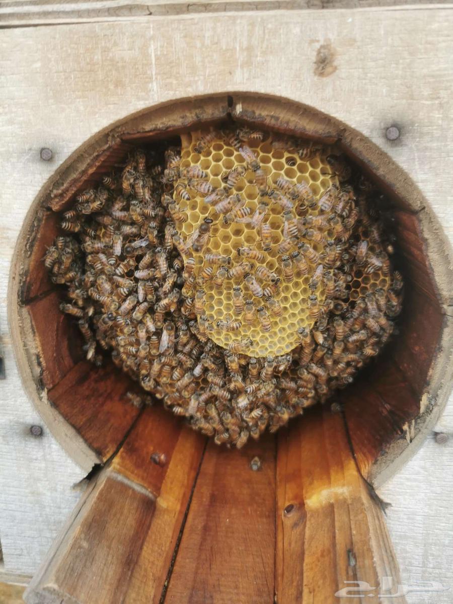 Local honey for sale63251604309635112