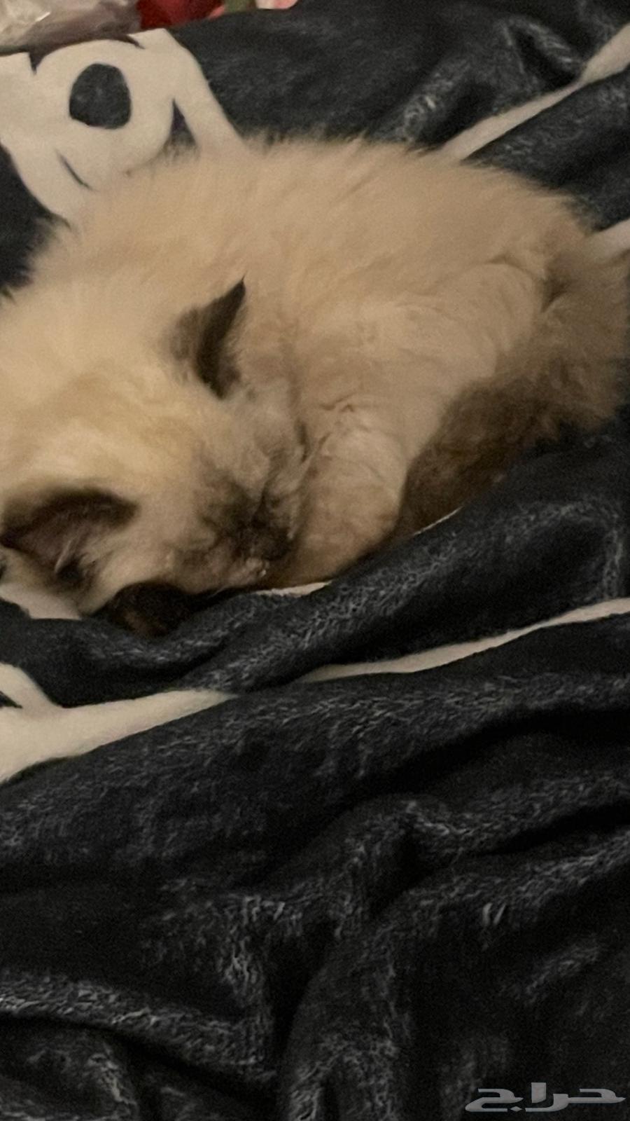 Himalayan cat for adoption632494711848991115