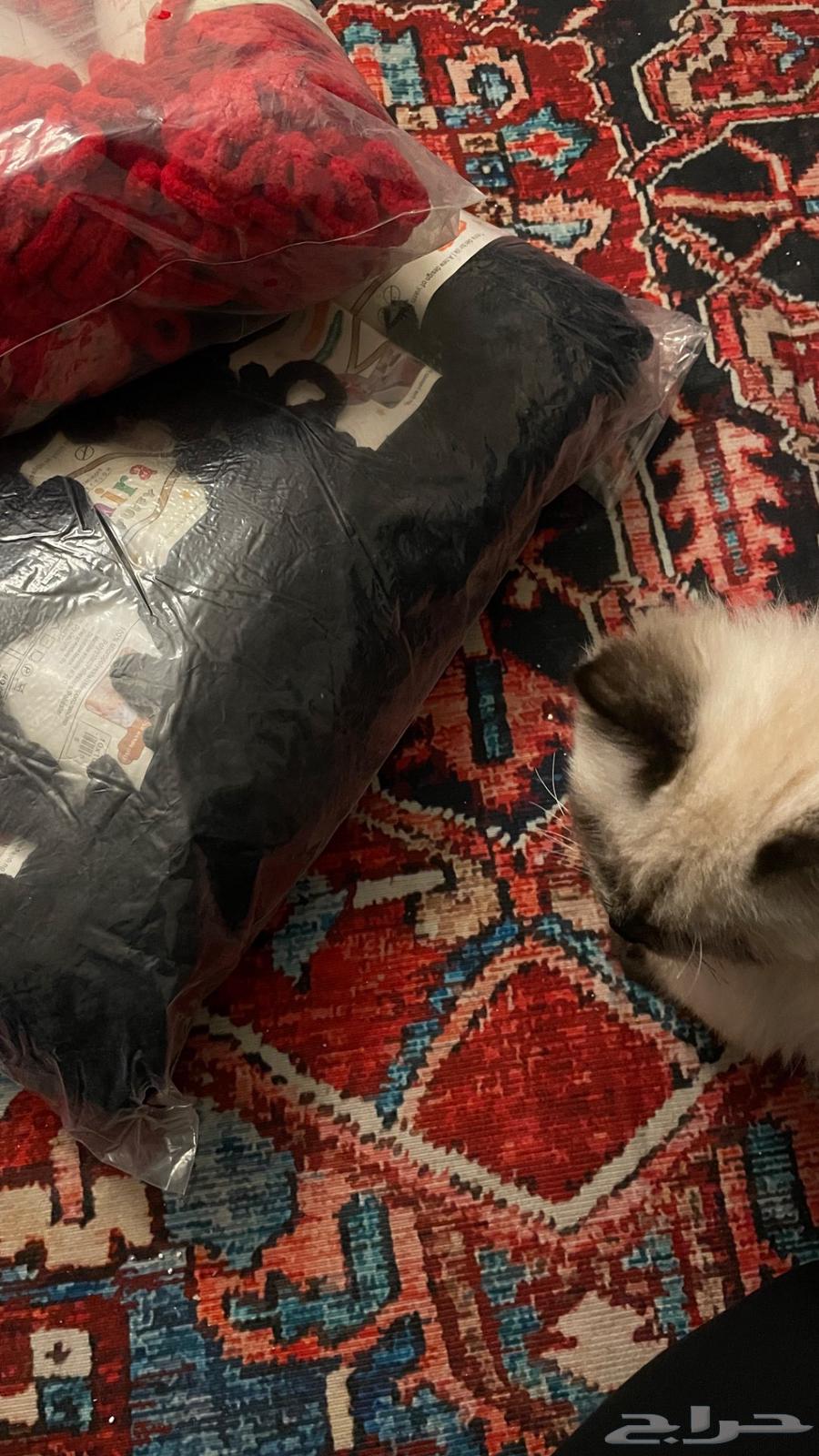 Himalayan cat for adoption63249471184899113