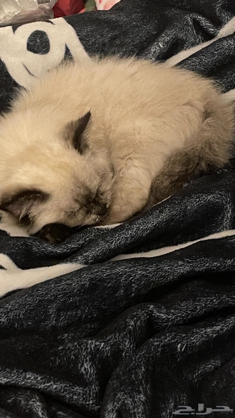 Himalayan cat for adoption63249471184899111