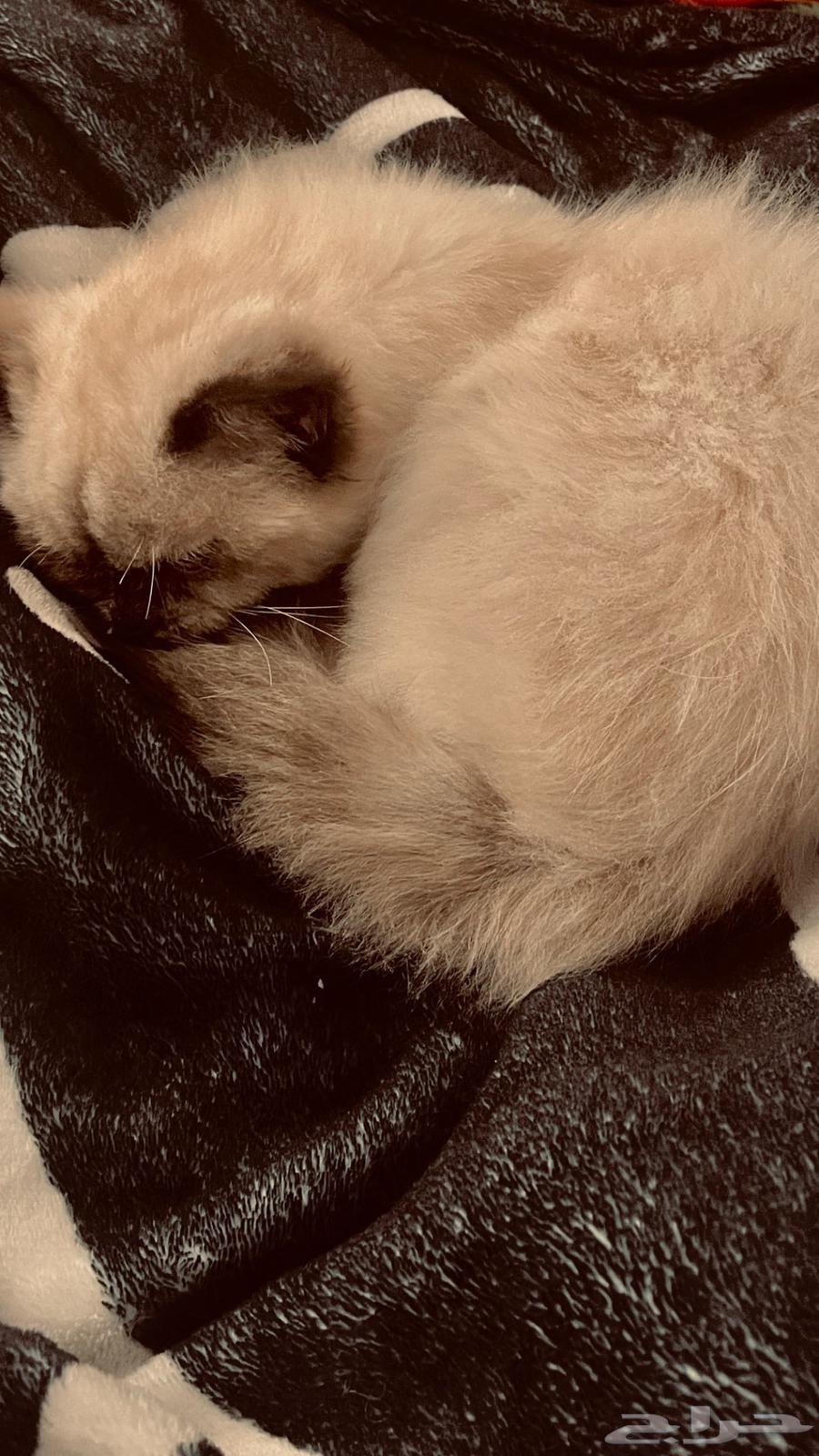 Himalayan cat for adoption63249471184899114