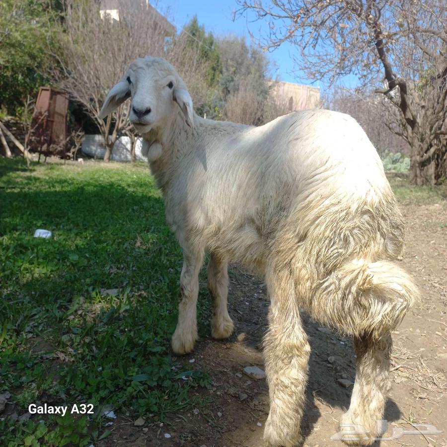 Sheep of freedoms63251037306882115