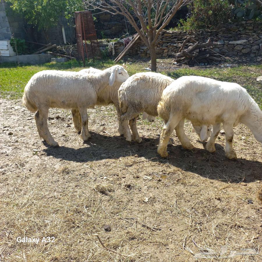 Sheep of freedoms63251037306882113