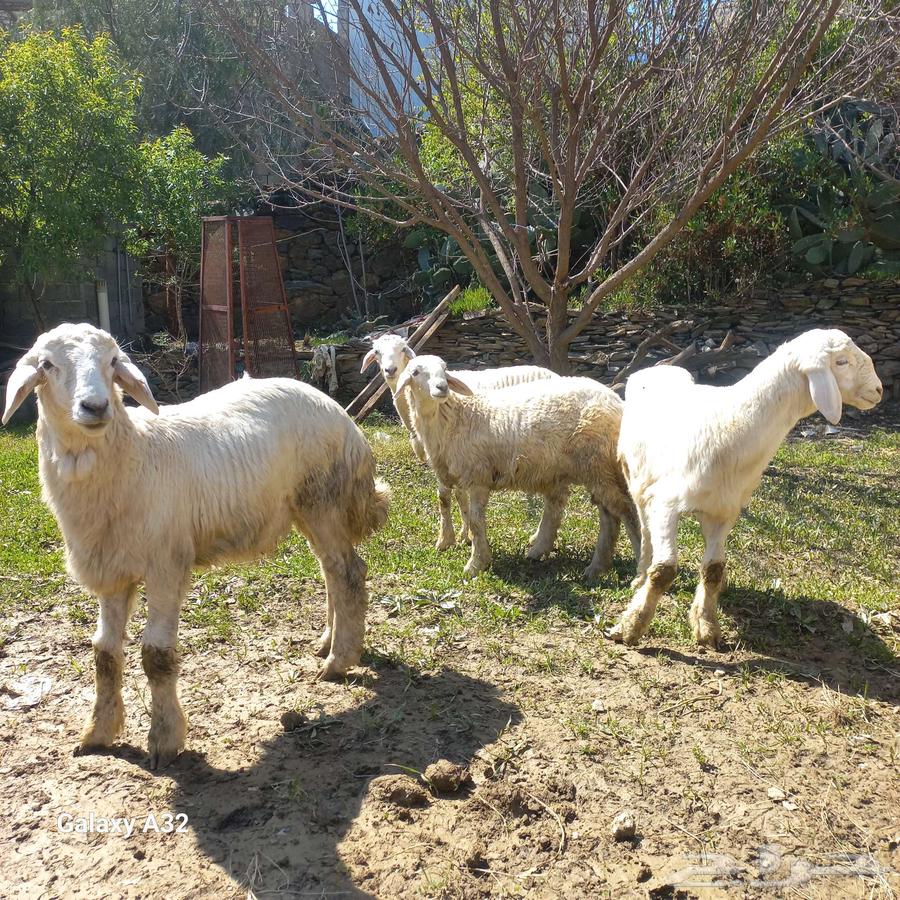 Sheep of freedoms63251037306882111