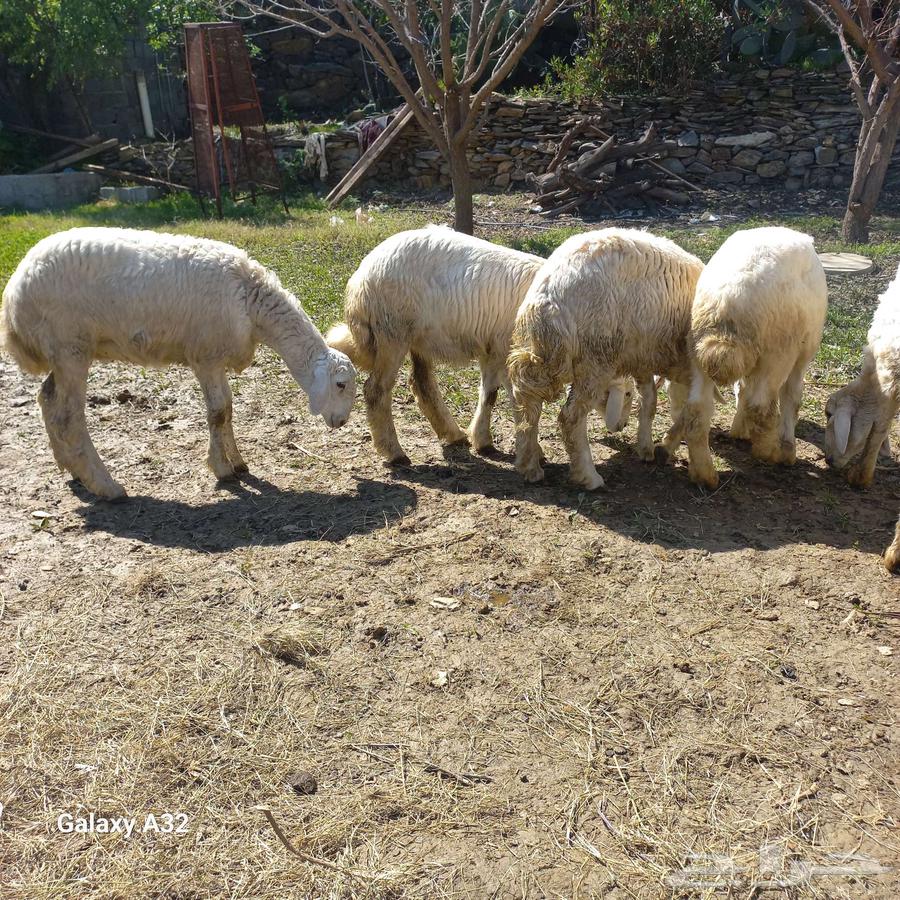 Sheep of freedoms63251037306882112