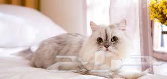A Siamese cat available for adoption63246971951361113