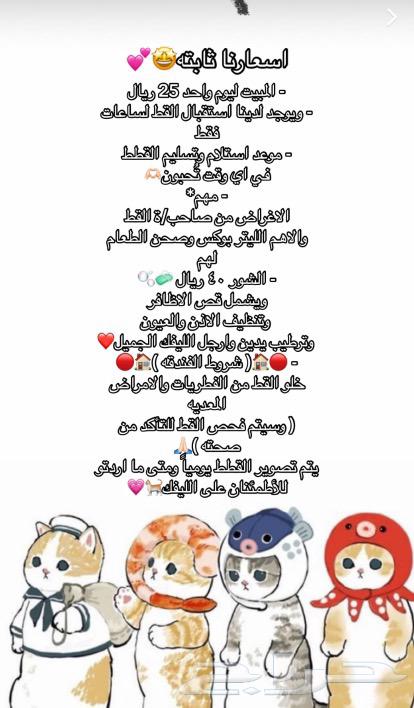 A cat hotel in southern Riyadh63247477836801111