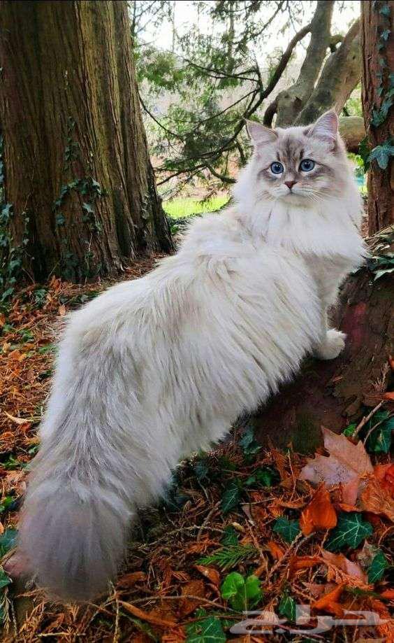A Siamese cat available for adoption632469719513611121