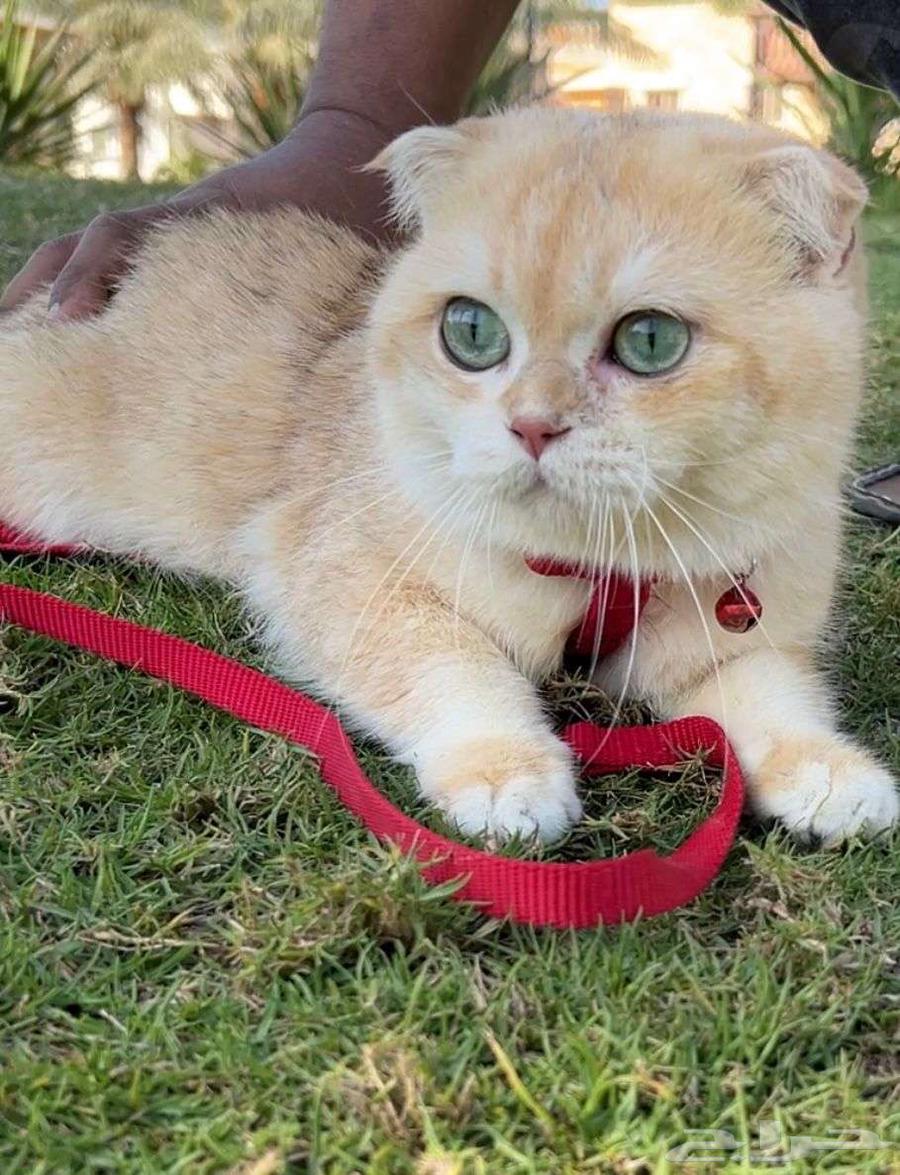 Male Scottish Fold cat for breeding, golden (gold) ny1263247485408003112
