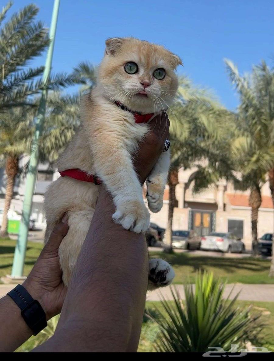 Male Scottish Fold cat for breeding, golden (gold) ny12632474854080031120