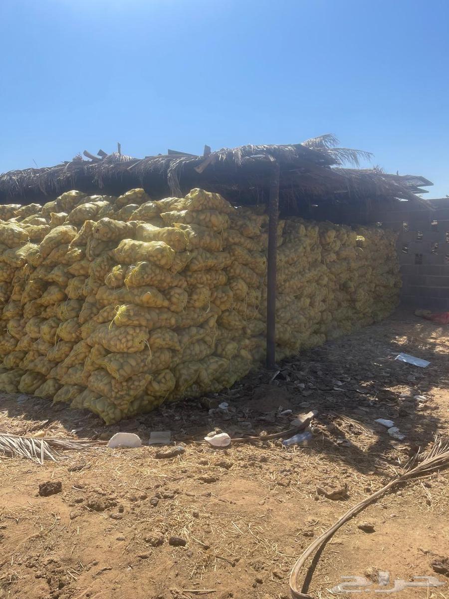 بذور بطاطس سبونتا جيل ثالث للبيع63246469460994112