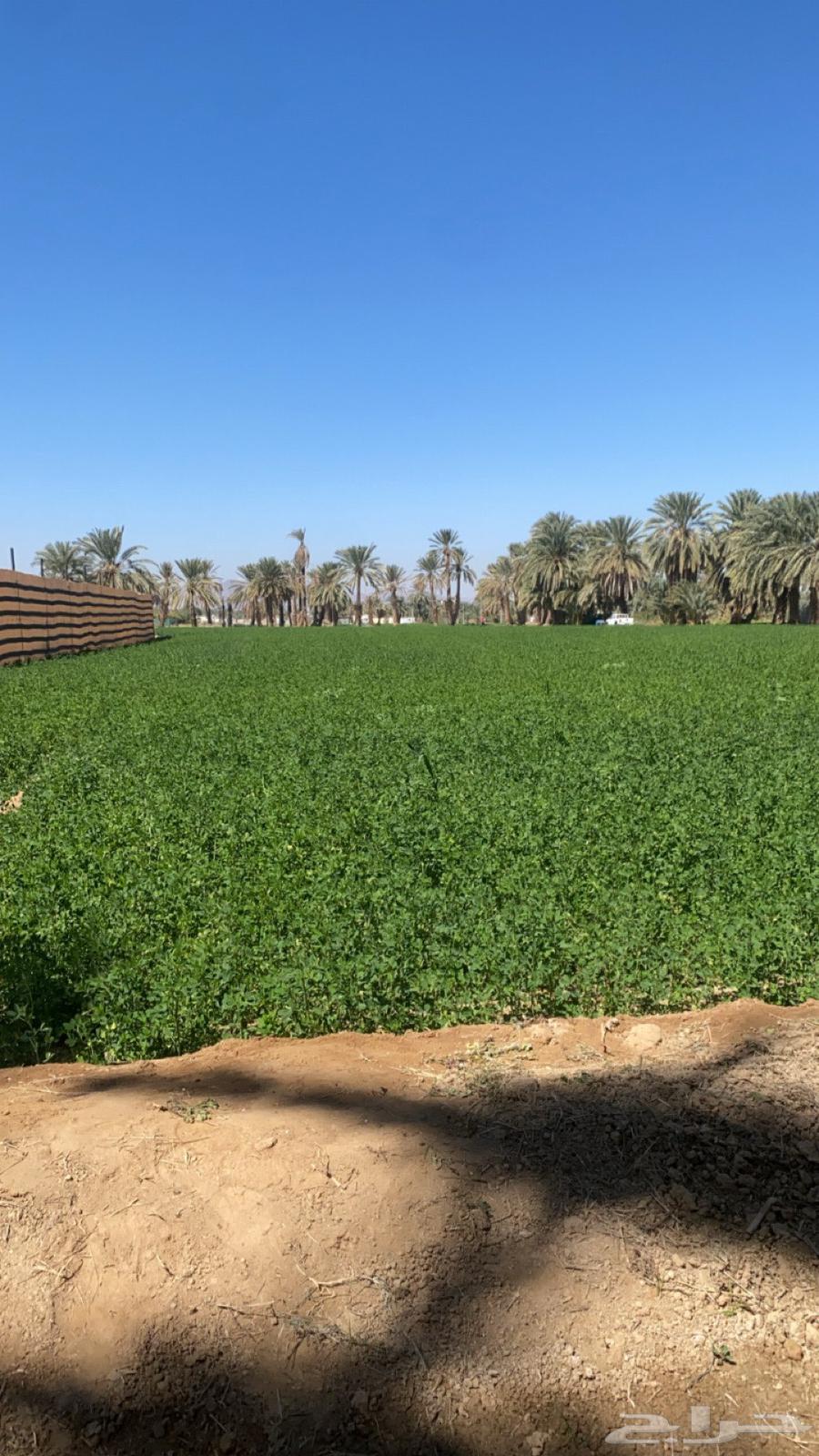 Number one Hassawi clover for sale63246980055042110
