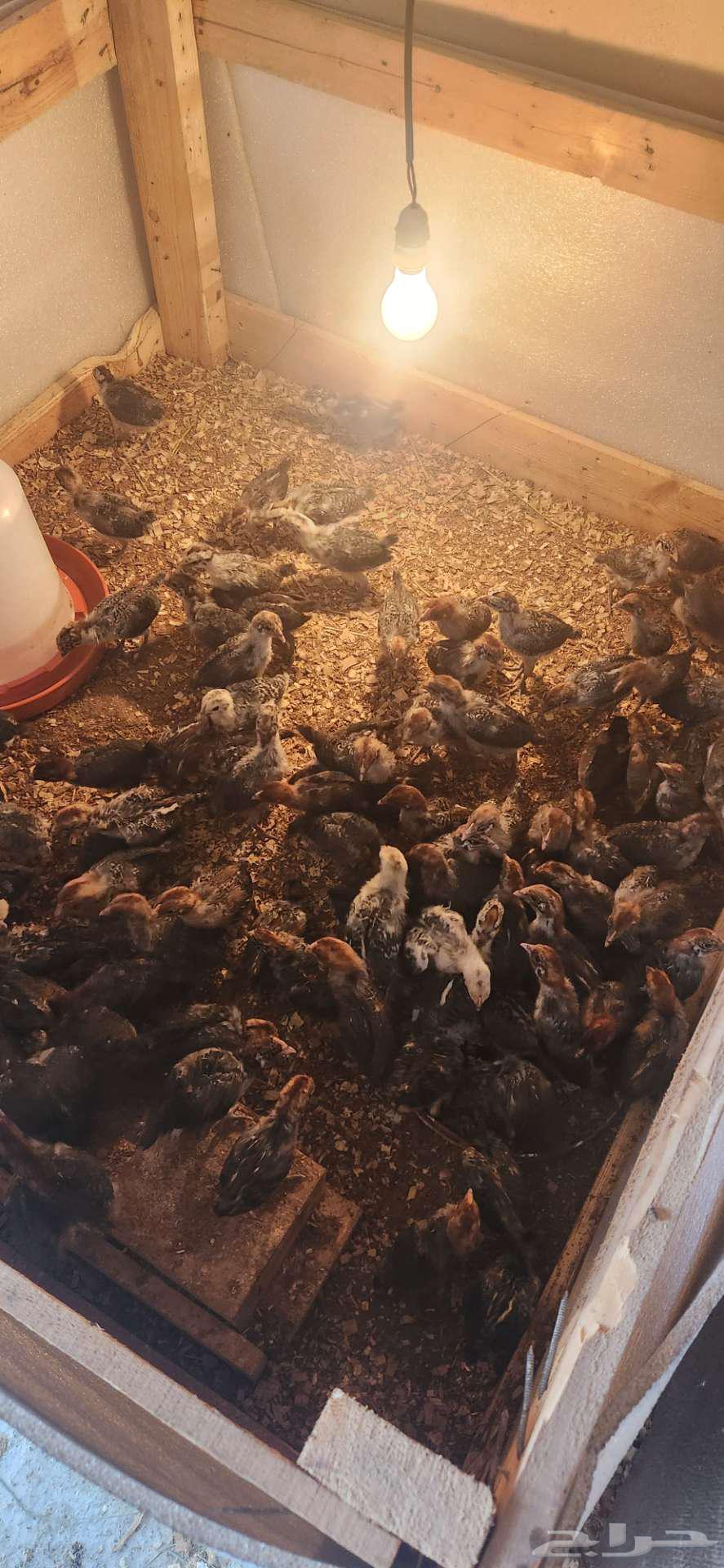 صوص دجاج بلدي63243917689730111