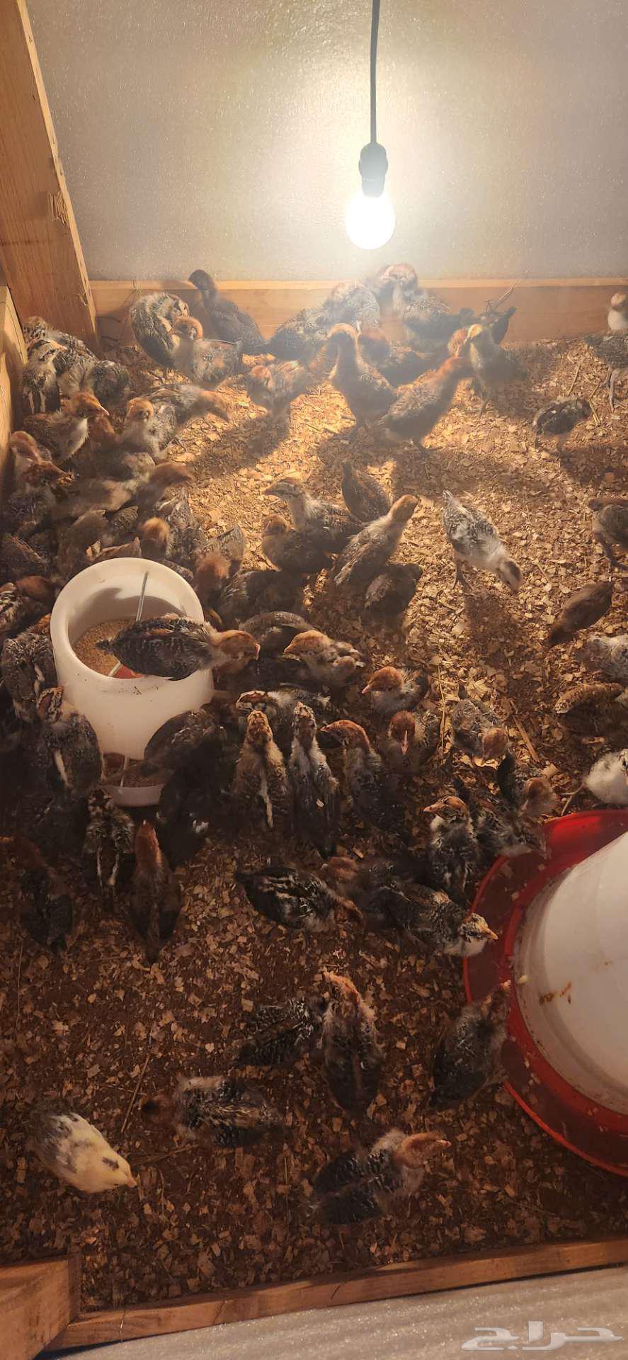 صوص دجاج بلدي63243917689730113