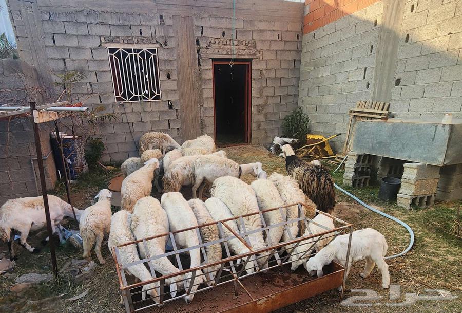 للبيع مراح غنم 26 راس حريات في الباحة63243929001859114