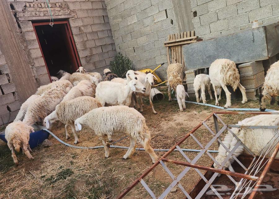 للبيع مراح غنم 26 راس حريات في الباحة63243929001859112
