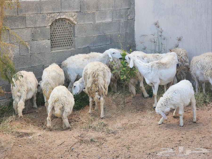 للبيع مراح غنم 26 راس حريات في الباحة632439290018591127
