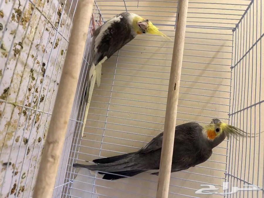 Crows for sale63618087395074111