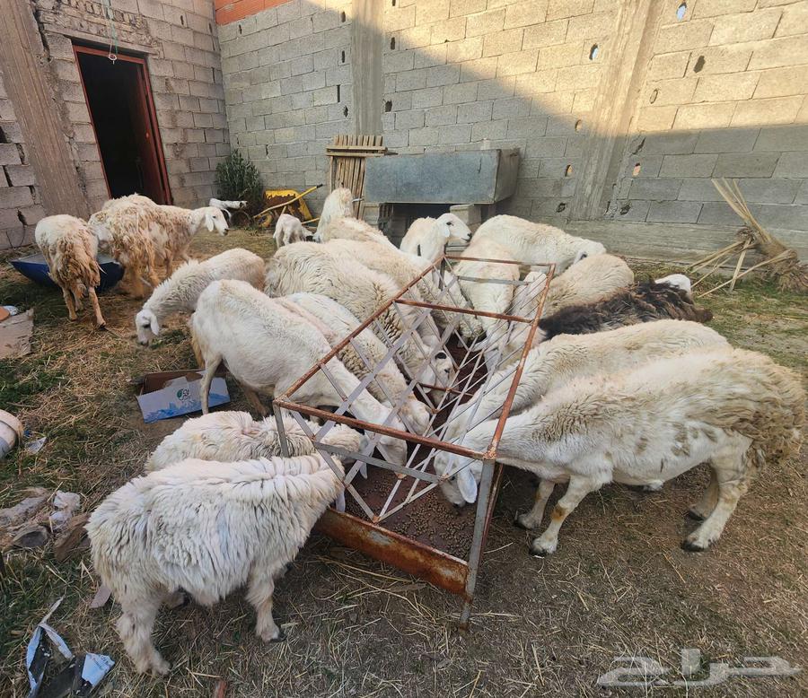 للبيع مراح غنم 26 راس حريات في الباحة63243929001859113