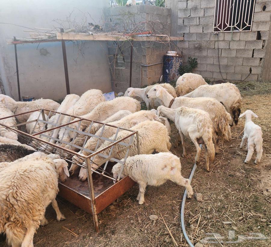 للبيع مراح غنم 26 راس حريات في الباحة63243929001859111