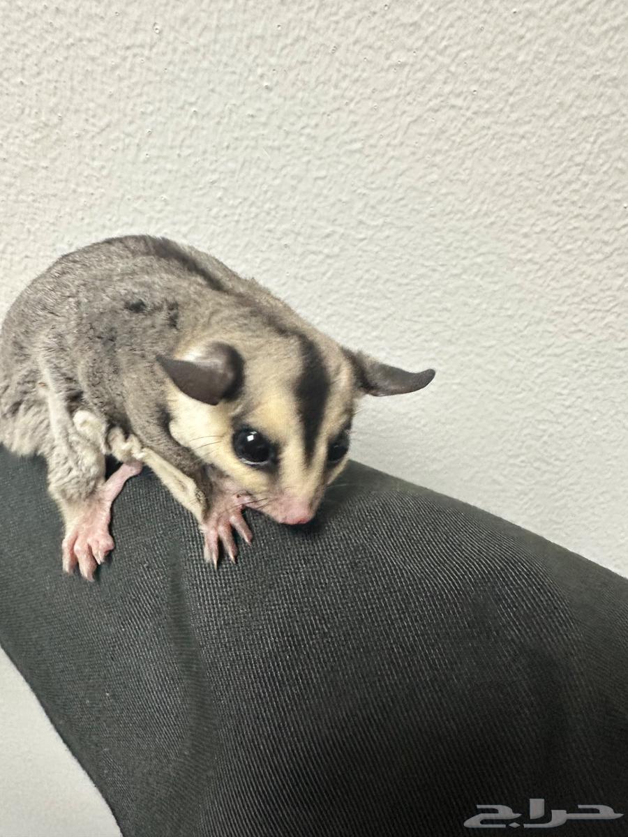 Al-Khafji Flying Squirrel63618089109891111