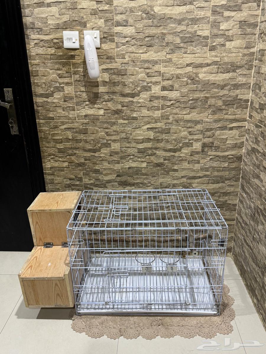 For sale: Nepali Cassico breeding cage632403497505291126