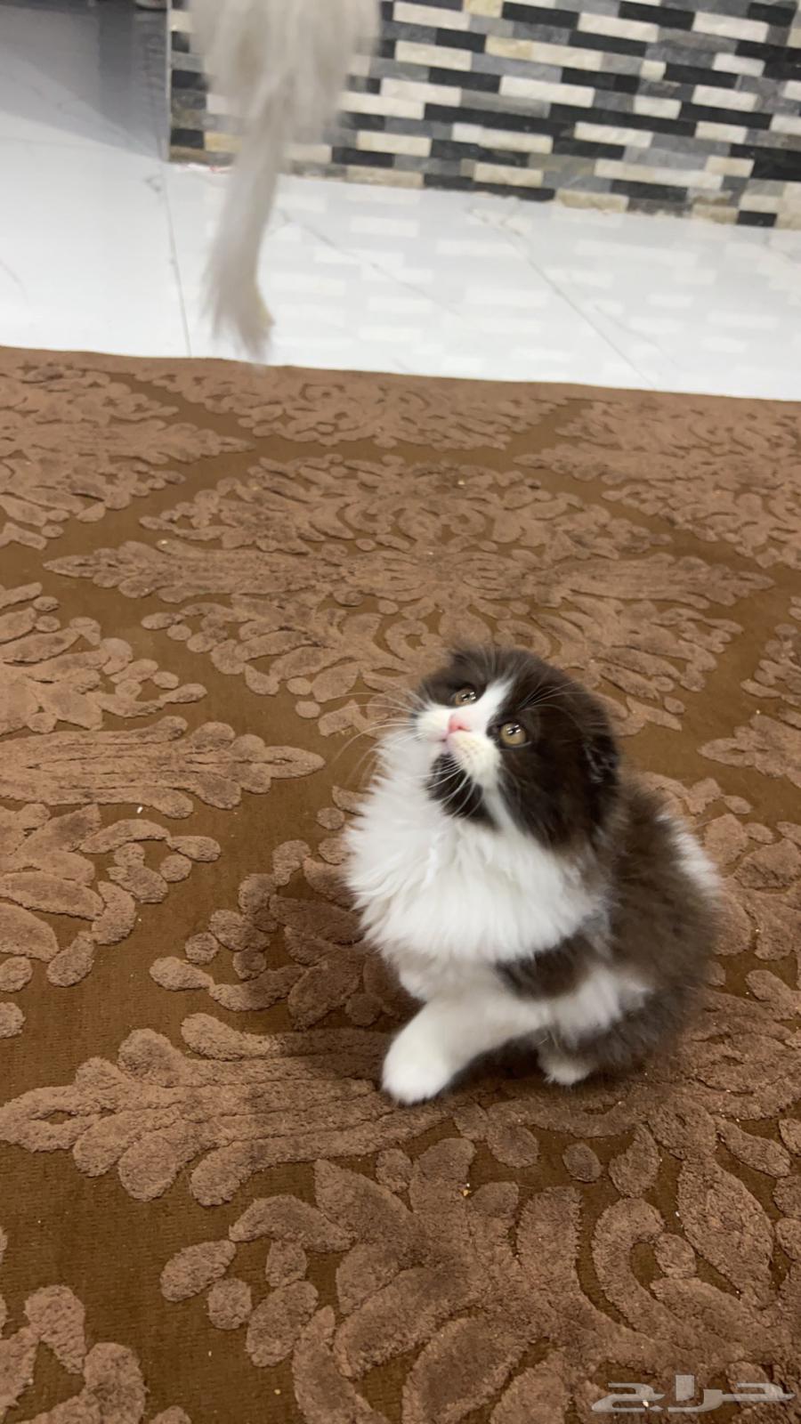 Scottish Longhair cat63240864205314111