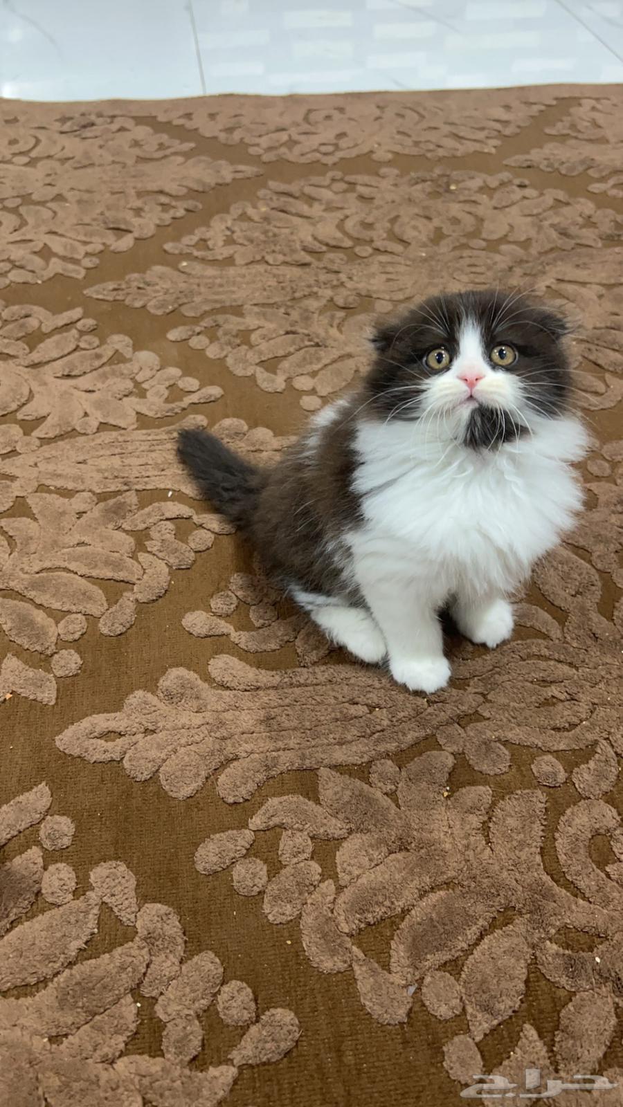 Scottish Longhair cat632408642053141127