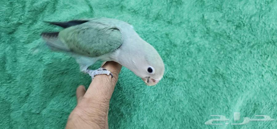 روز هدد اليف مناسب للصغار والكبار63368959748097114