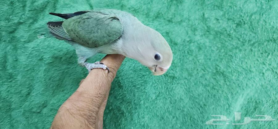 روز هدد اليف مناسب للصغار والكبار63368959748097113