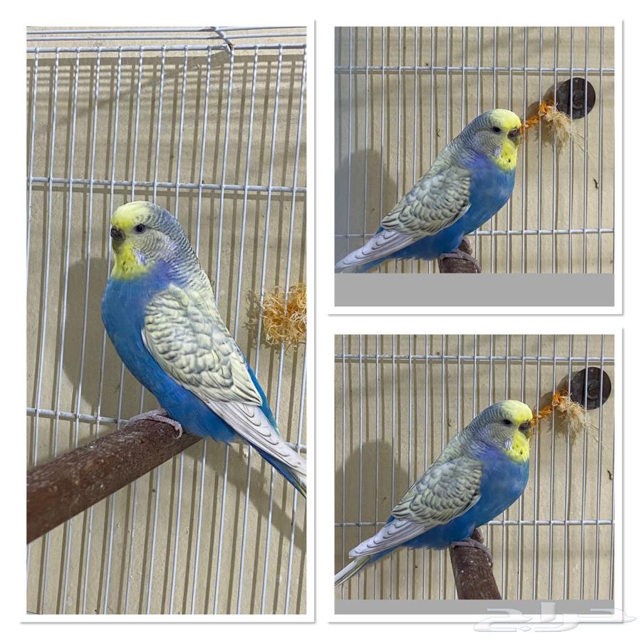 Al-Qatif632413725548811122