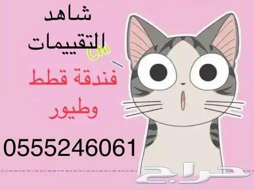Cat and bird hotel 6061 24 0555 for your travel and vacation63240378922114111