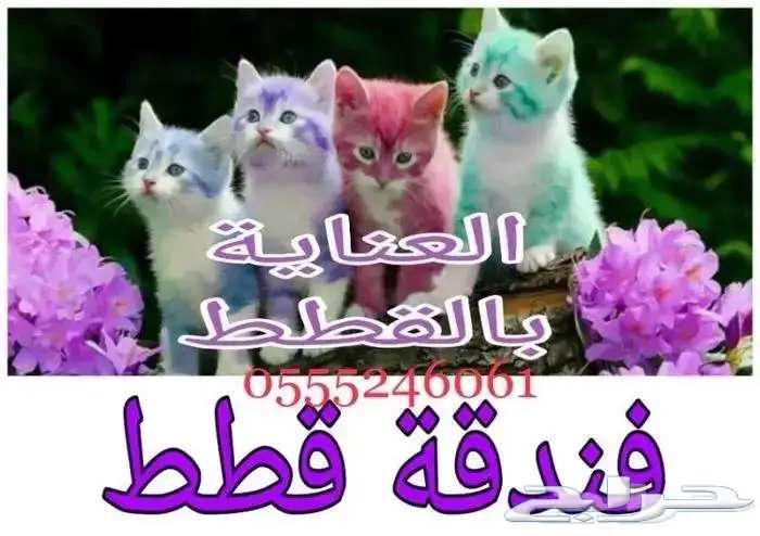 Cat and bird hotel 6061 24 0555 for your travel and vacation63240378922114110