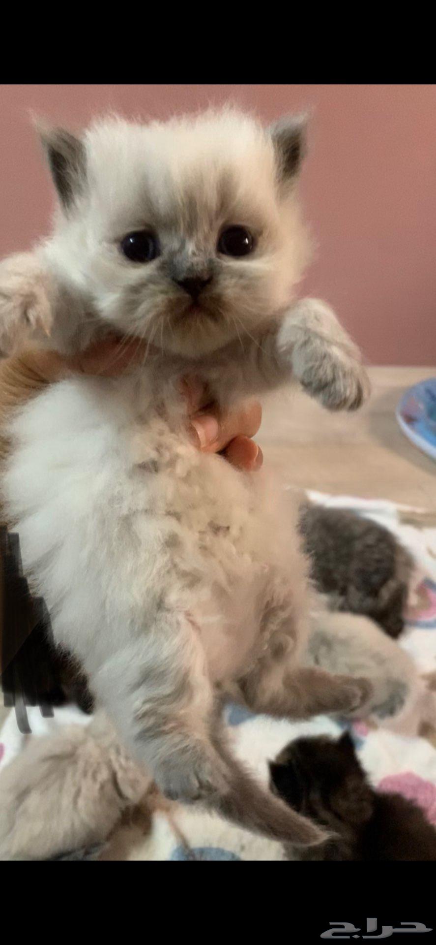 Kitten has become a famous Shirazi lion.63239298891778111