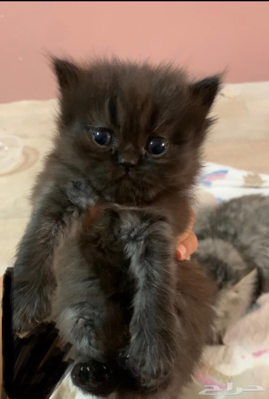 Kitten has become a famous Shirazi lion.63239298891778113