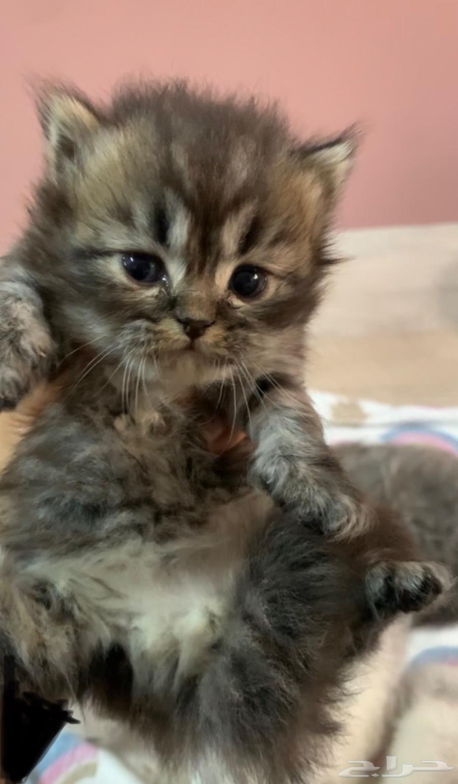 Kitten has become a famous Shirazi lion.63239298891778112
