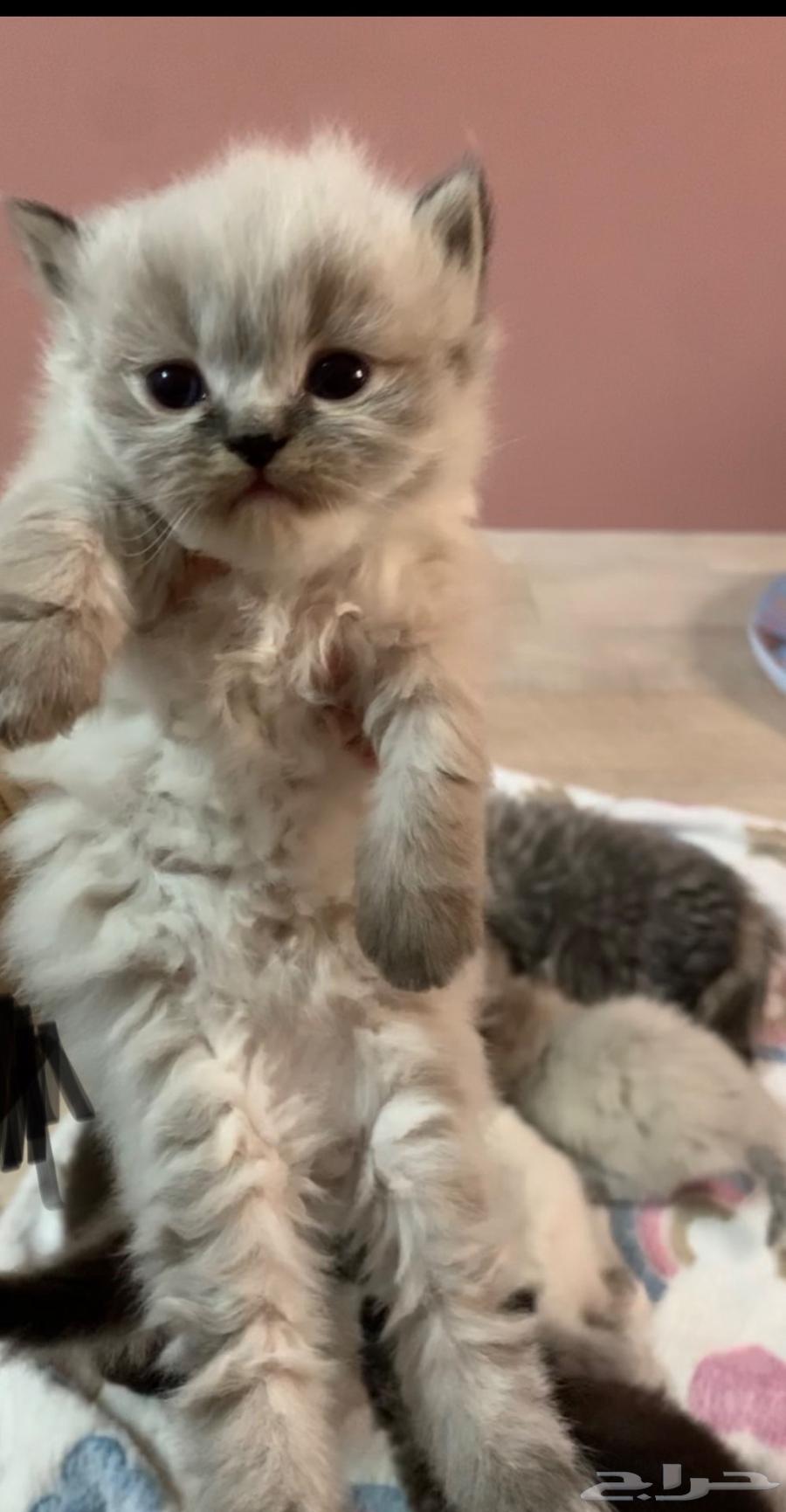 Kitten has become a famous Shirazi lion.632392988917781127