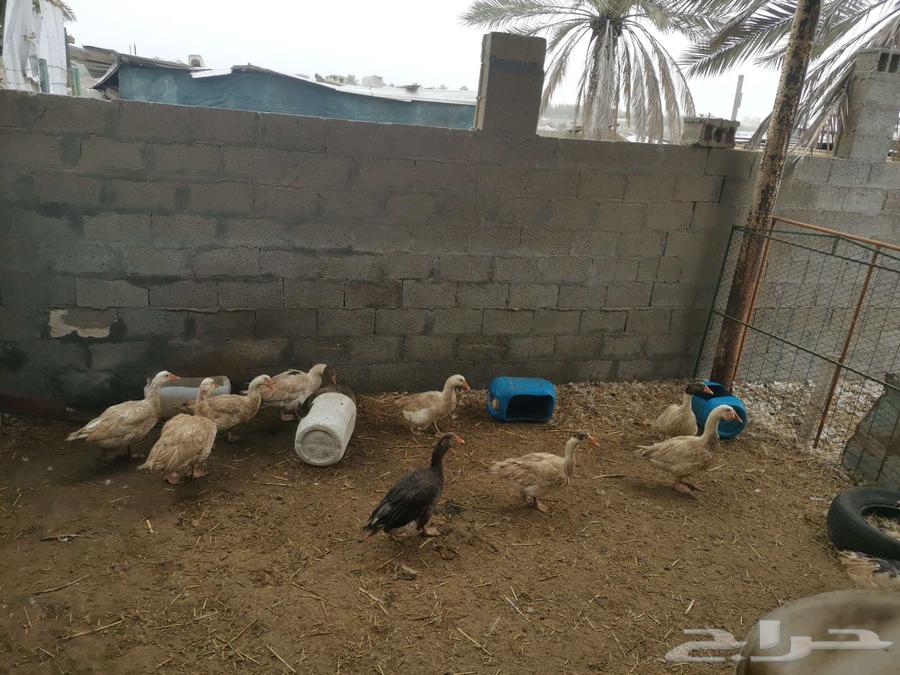 وز للبيع632398314094101121
