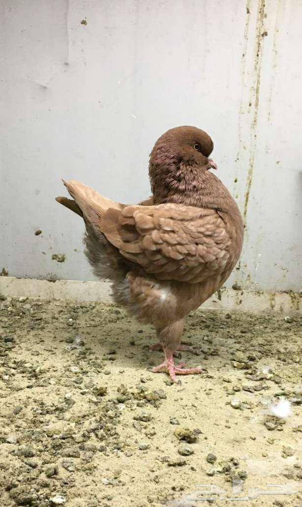 طير مودينا امريكي_ تم البيع63235314927363112